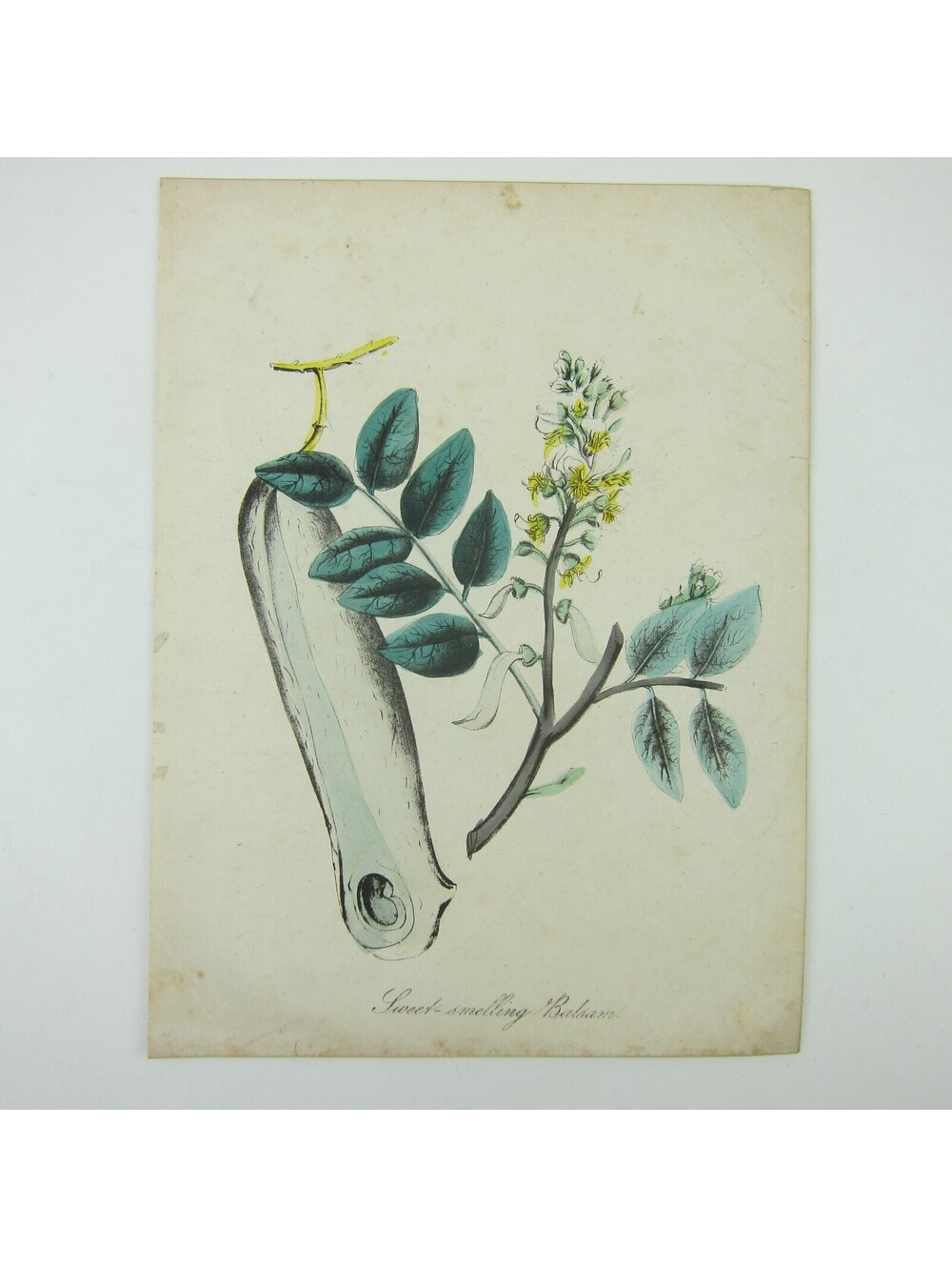 Sweet Smelling Balsam Botanical Art Print Wildflower Wall Decor Antique 1855